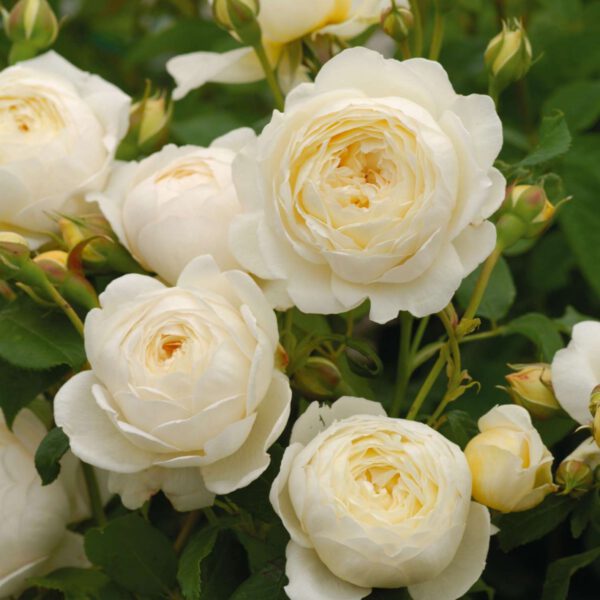 David Austin-Rose 'Claire Austin®'