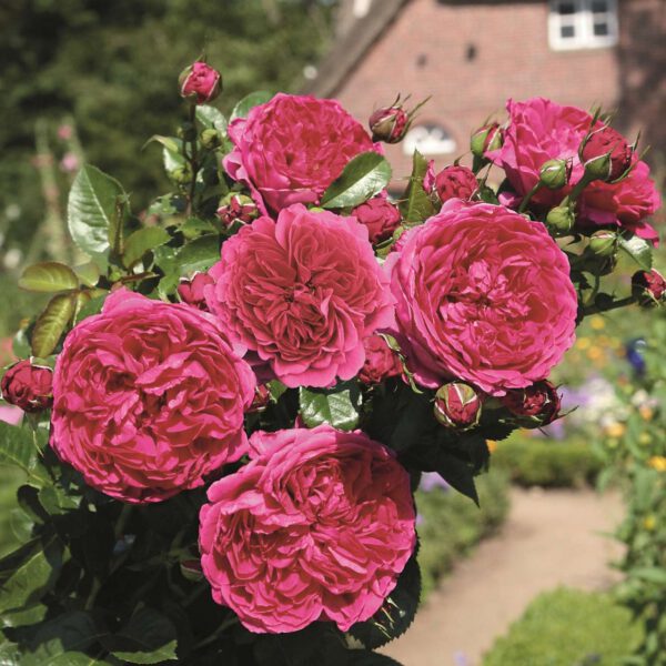 Nostalgische Strauchrose 'Soul®'  -  ADR-Rose