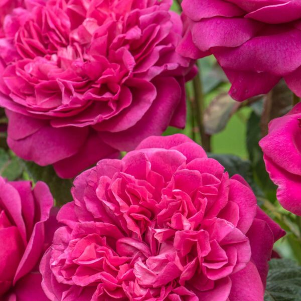 David Austin-Rose 'James L. Austin®'