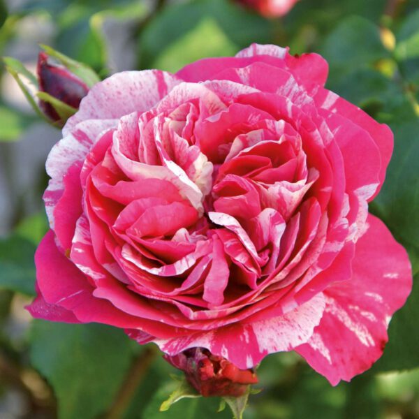 Edelrose 'Colibri® Farbfestival®'