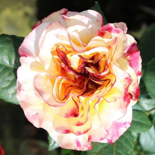 Nostalgische Edelrose 'Aquarell®'
