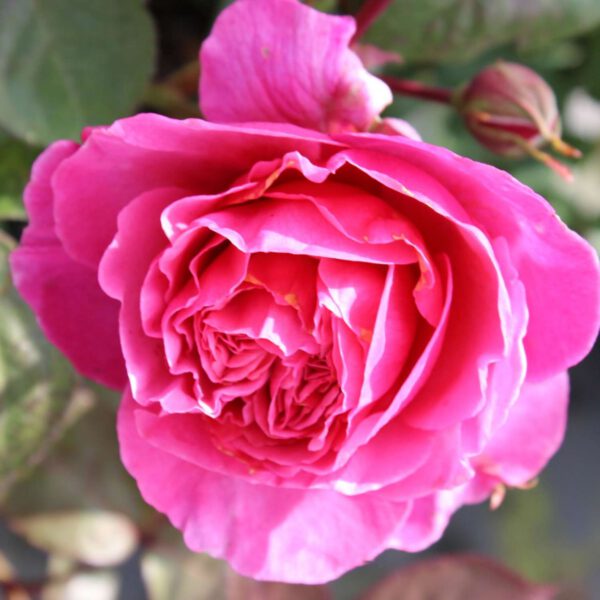 Nostalgische Rose 'Elbflorenz®' - ADR-Rose, 5 Liter