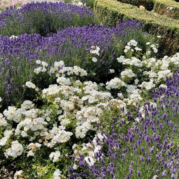 Bodendeckerrose 'Diamant®' - ADR-Rose