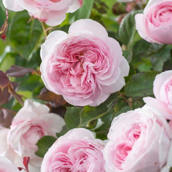 Rose 'Natasha Richardson'