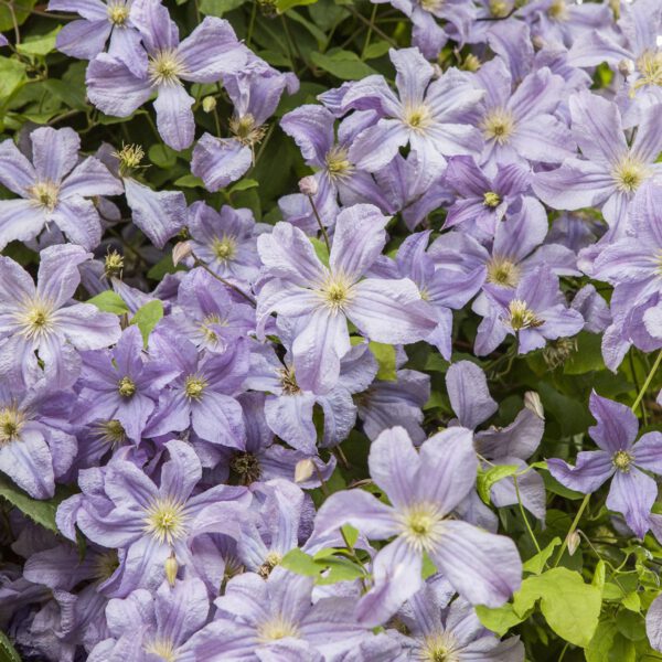 Clematis 'Prince Charles'