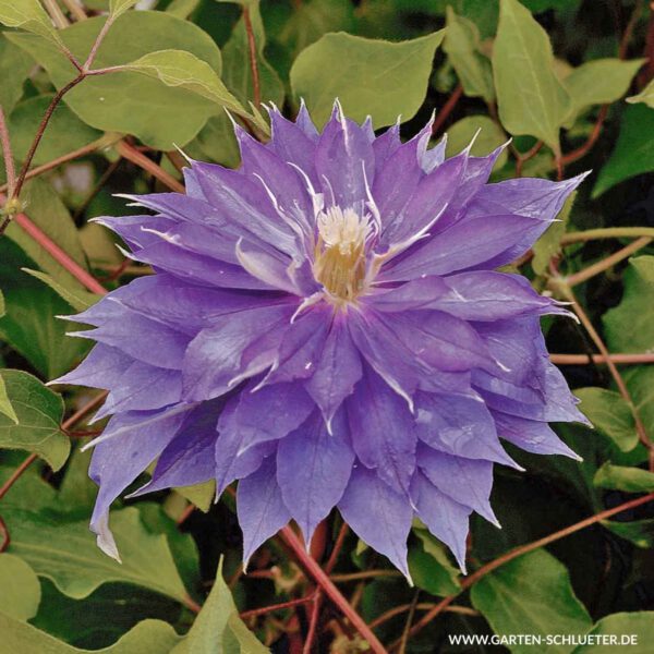 Clematis 'Diamantina®' TM Evipo 039 (N)