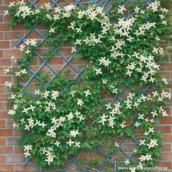 Clematis 'Willsonii'