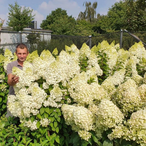 Rispenhortensie 'Hercules'