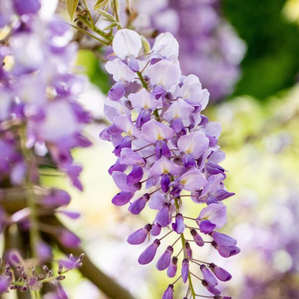 Chinesischer Blauregen 'Amethyst Falls'