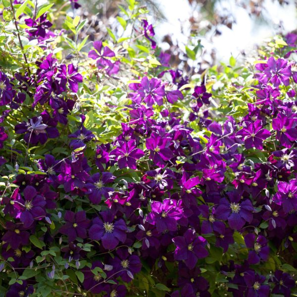 Clematis 'Etoile Violette'