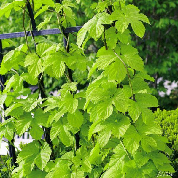 Echter Hopfen 'Hallertauer Tradition'
