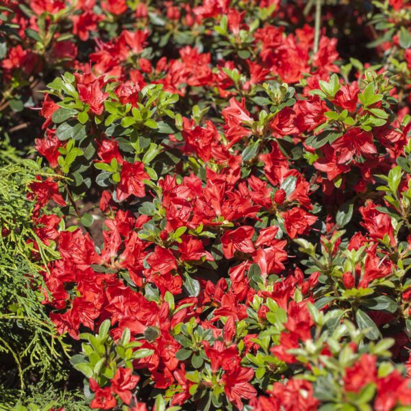 Japanische Azalee 'Fridoline'