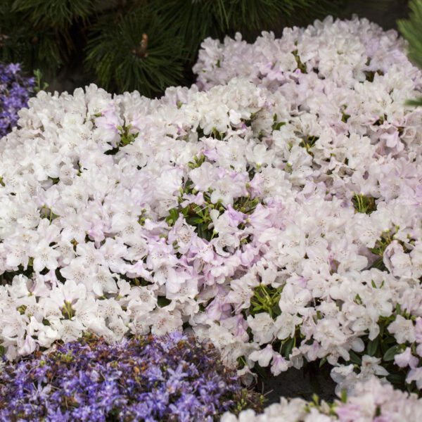 Chinesischer Zwergrhododendron 'Robert Seleger'