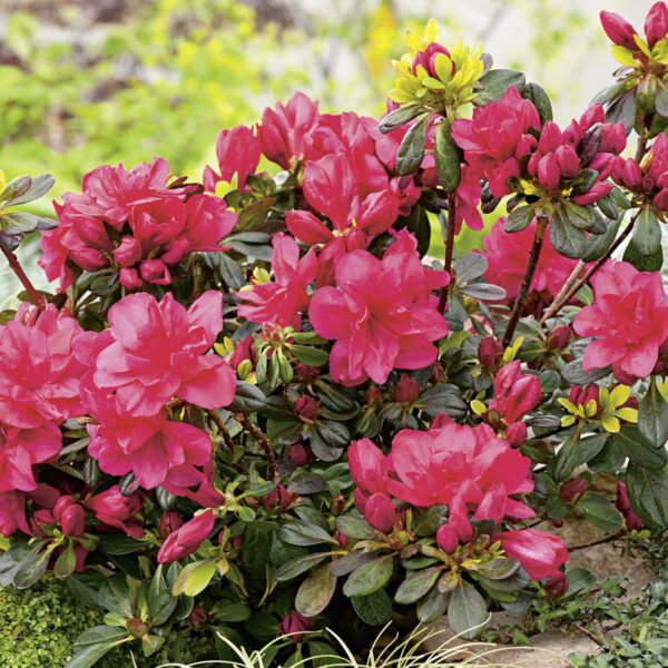 Japanische Azalee 'Maraschino'