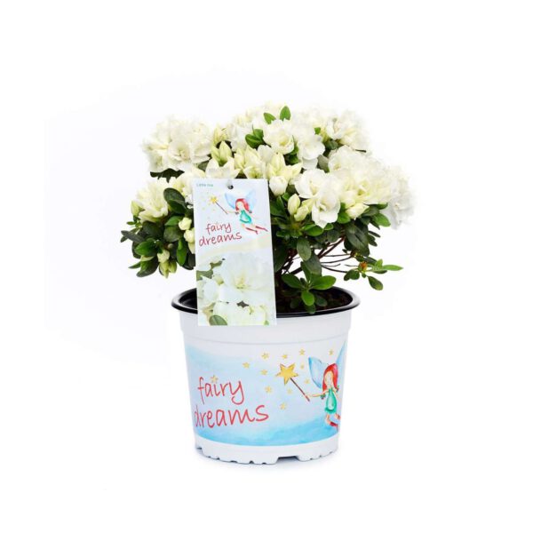 Feenland Azalee 'Fairy Dreams® Little Ina®'