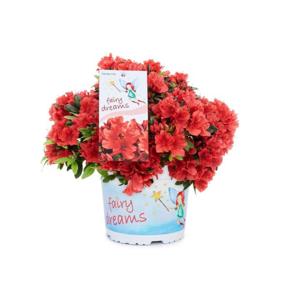 Feenland Azalee 'Fairy Dreams® Sandy's Fire®'