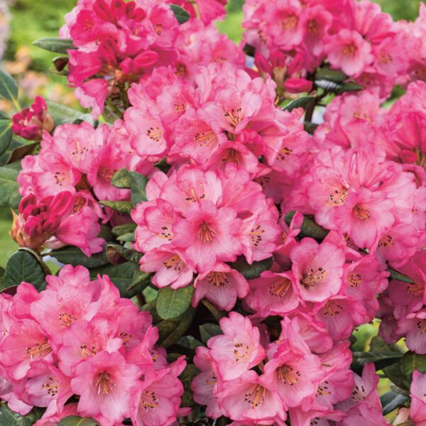 Rhododendron 'Wine & Roses'