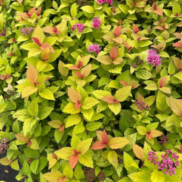 Zwerg-Spiere 'Magic Carpet'