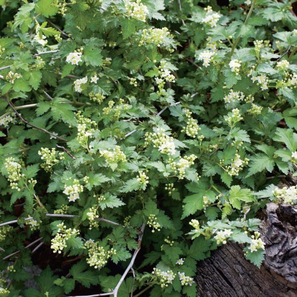 Niedrige Kranzspiere 'Crispa'