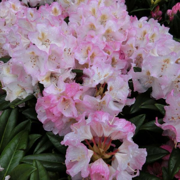 Rhododendron 'Brigitte'