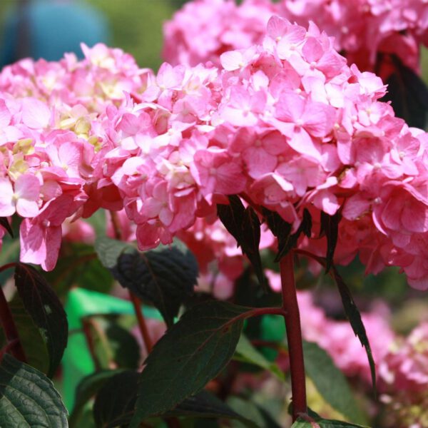 Hortensie 'Endless Summer® BloomStar®'