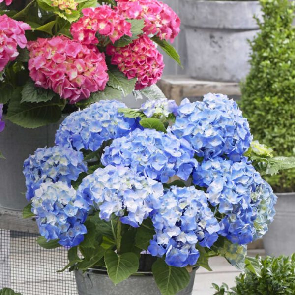 Zwerg-Hortensie 'Little Blue®'