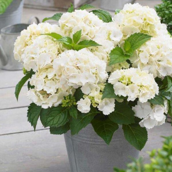 Zwerg-Hortensie 'Little White®'