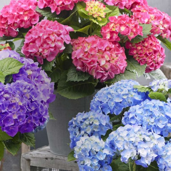Zwerg-Hortensie 'Little Pink'
