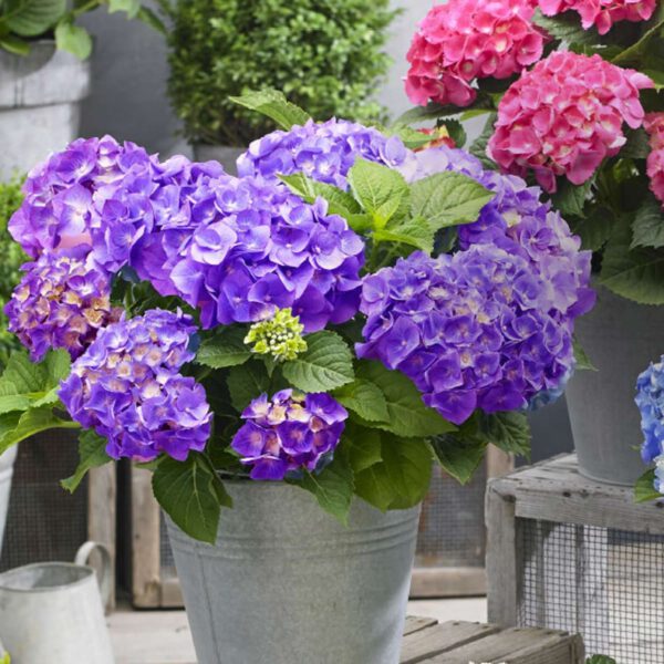 Zwerg-Hortensie 'Little Purple'®