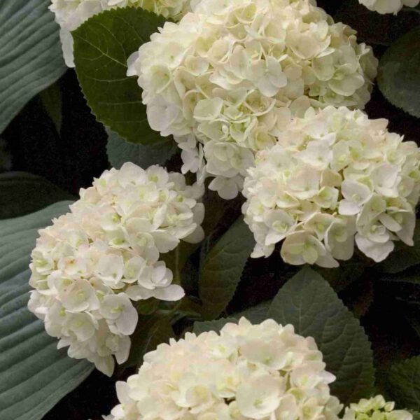 Hortensie Endless Summer® 'The Bride'