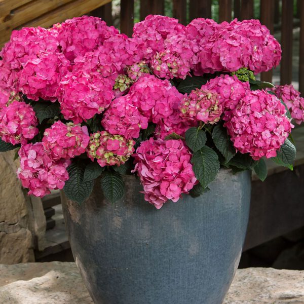 Hortensie Endless Summer® 'Summer Love'
