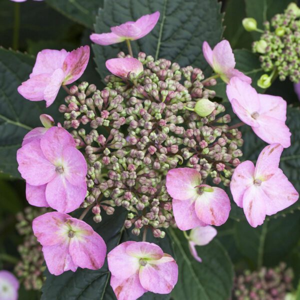 Tellerhortensie 'Cotton Candy'