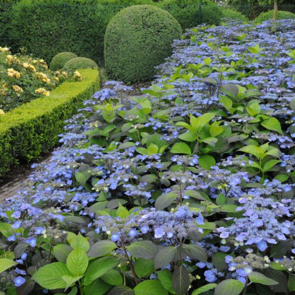 Tellerhortensie 'Veerle'