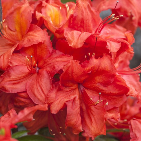 Duftazalee 'Feuerwerk'