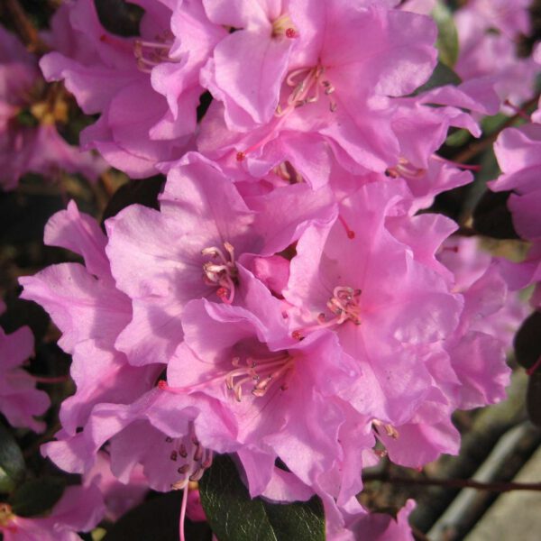Zwerg-Rhododendron 'Praecox'
