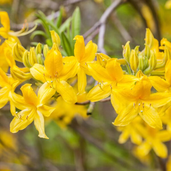 Duftazalee 'Goldtopas'