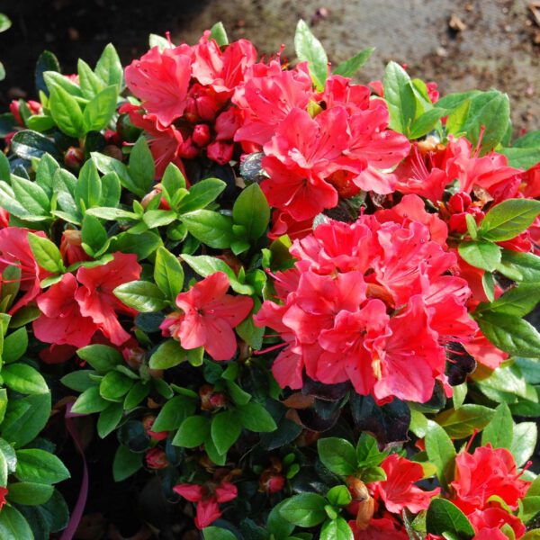 Japanische Azalee 'Satschiko', 3 - 5 Liter, 25 - 30 cm