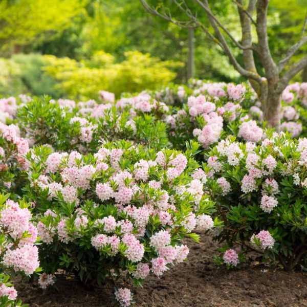 Rhododendron 'Bloombux' ®