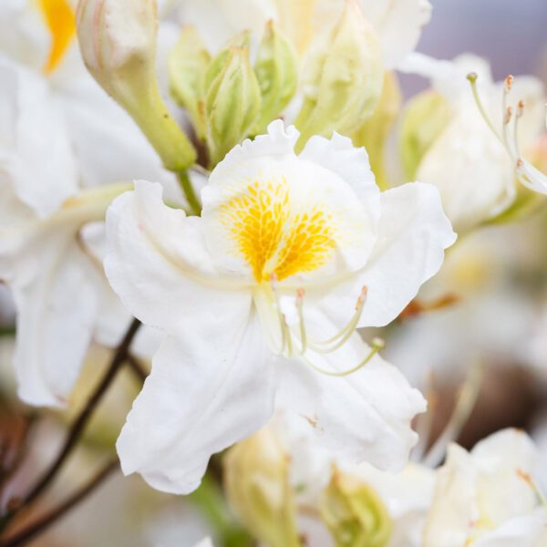 Duftazalee 'Schneegold'