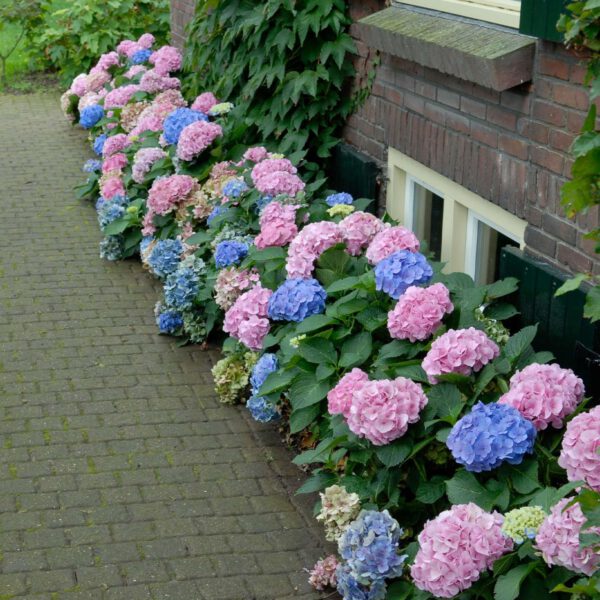 Ballhortensie 'Forever & Ever® Blue'