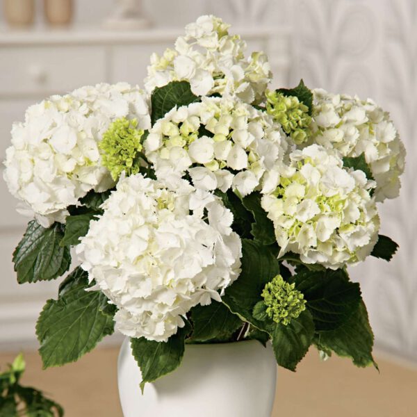 Hortensie 'Forever & Ever® White Out'
