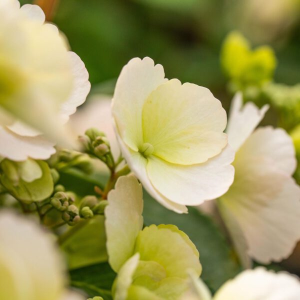 Girlanden-Hortensie 'Runaway Bride®'