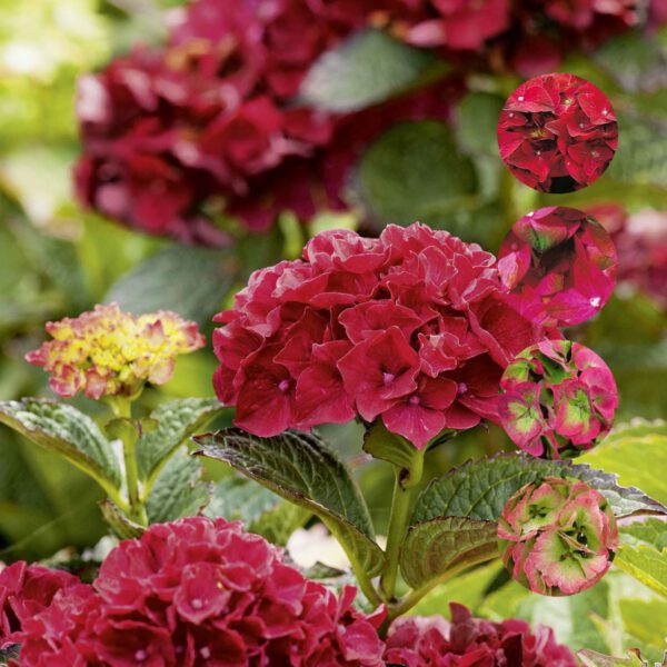 Hortensie 'Magical® Sapphire'