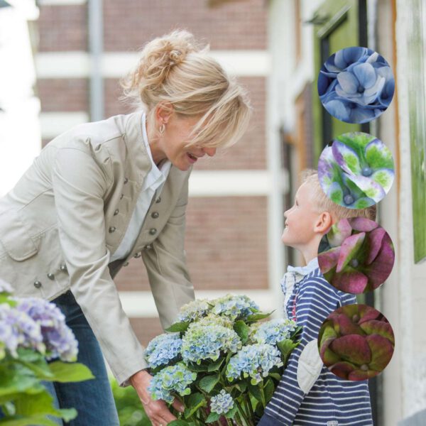 Hortensie 'Magical® Revolution' - Blue