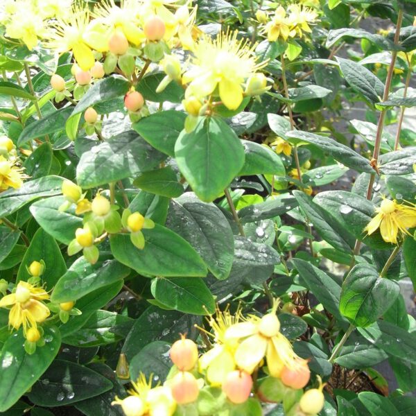 Johanniskraut 'Magical Beauty®'