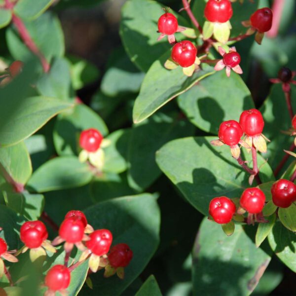 Johanniskraut 'Magical Red Fame'