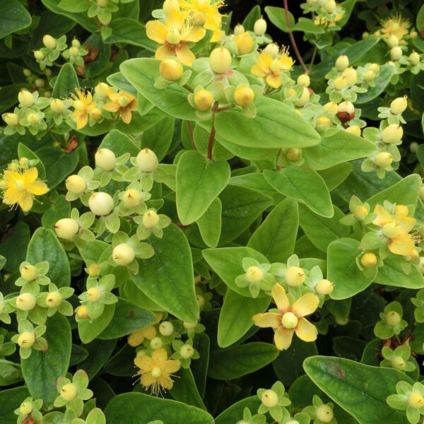 Johanniskraut 'Magical Sunshine'
