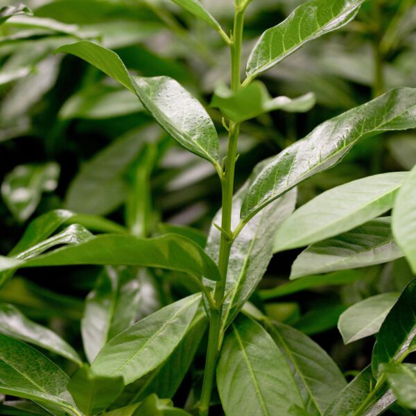 Kirschlorbeer /Lorbeerkirsche 'Genolia®'