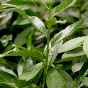 Kirschlorbeer /Lorbeerkirsche 'Genolia®'