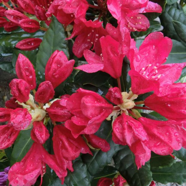 Rhododendron 'Hachmann's Feuerschein®' - Container